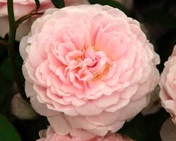 Buy queen of sweden from david austin with a 5 year guarantee and expert aftercare. Rosa David Austin Queen Of Sweden Gardensonline