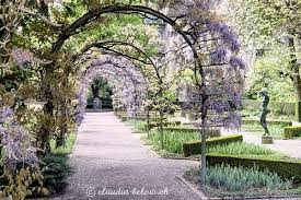 Glyzine Blauregen Im Belvoirpark Zurich Foto Claudia Below Fotografie Bildbearbeitung Bilder