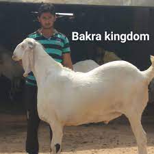Sojat or hyderabadi kids collection saleem bhai pipad city jodhpur rang birange bakre. Bakra Kingdom Sojat Owner Kgn Goat Farm Nimbol Facebook