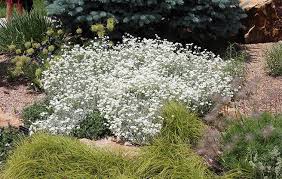 Image result for Cerastium