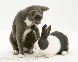Pets Burmese Cross Cat And Dutch Rabbit Photo Dutch Rabbit Cats And Kittens Cats