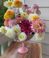 Image result for Stolzia