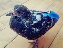 Pigeons As Pets Do They Make Good Pets And How To Keep Them Pigeonpedia