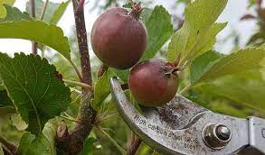 Thinning your fruit is an important way to reduce pests and disease on your trees. Get The Best Top Fruit Harvest Thinning Fruit Trees Greenshutters Garden Centre