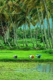  8 Ide Suasana Desa Indonesia Pedesaan Kehidupan Pedesaan Indonesia