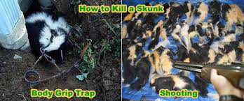 How To Kill Skunks With Poison