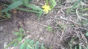 Image result for Hypoxis cuanzensis