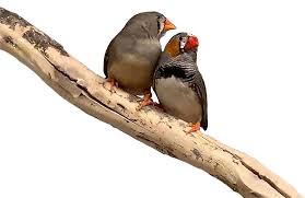 Zebra finch / taeniopygia guttata. Birds Prefer Sound Texture Over Sound Order Research Outreach