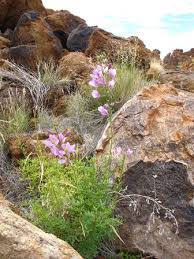 Image result for Cleome oxyphylla