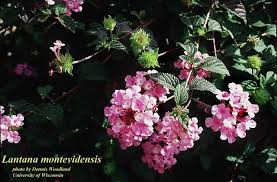 Image result for Lantana rugosa