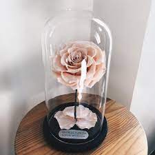 To the most popular floral prints belong innocent daisies, weazslthy . Aesthetic Flowers Peach B Facebook