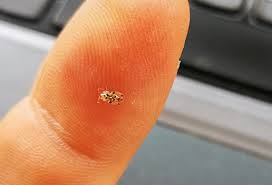 „primaria municipiului targoviste, prin directia de salubritate, a desfasurat noaptea trecuta acțiuni de combatere a insectei denumite ˮtigrul platanuluiˮ. Tigrul De Platan Este Mai Periculos Decat Pare De Unde Vine È™i Cum Scapi De El