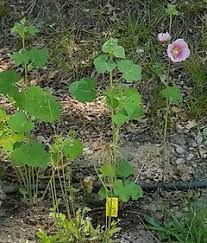 Hollyhocks are biennial plants in many climates, meaning they grow leaves the first year and flower, seed, and die the next. First Year Hollyhock Plant