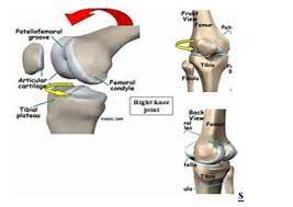 23 questions, 186 members, 38 news articles. Locking And Unlocking Of Knee Joint Blogs