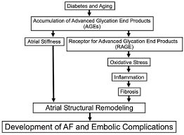 Pathological Role Of Advanced Glycation End Products Ages And Their Receptor Axis In Atrial Fibrillation Bentham Science