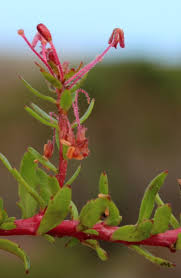 Image result for Laurembergia