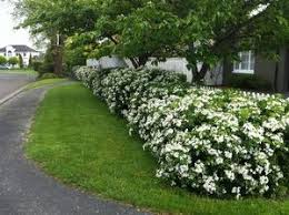 Check spelling or type a new query. Choisya Ternata Mexican Orange Blossom Hedges Landscaping Garden Hedges Hedges