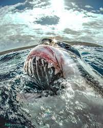 Scary great white shark pictures. One Godawful Scary Shot Of A Breaching And Seriously Powerful Great White Shark 9gag