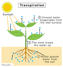 7.2 as light intensifies, more stomata open up, however when all stomata are open, the rate of transipation. Transpiration Definition Factors Types And Importance