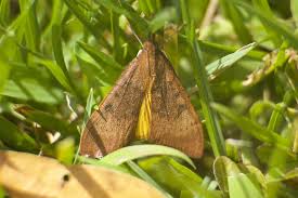 Tolerant of wind, seashore and infertile soil. Genista Broom Moth Encyclopedia Of Life