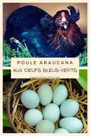 Poule Araucana Race Naine Aux œufs Verts Ou Bleus En 2020 Poule Araucana Poule Naine Poule