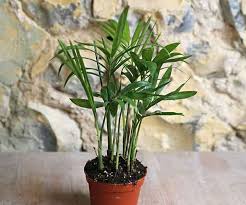 Check spelling or type a new query. Baby Parlour Palm Plant Chamaeredora Elegans For Sale