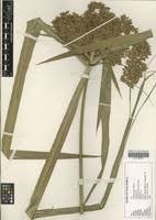 Image result for Cyperus derreilema