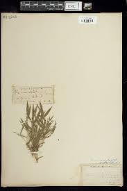 Image result for Panicum adenophorum