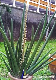 Image result for Marsdenia angolensis