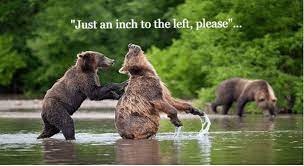 70 funny dog photos you need to see. I Can Has Cheezburger Acting Like Humans Funny Animals Online Cheezburger