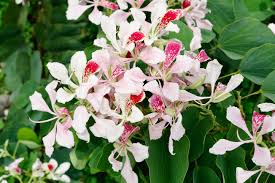 Image result for Bauhinia monandra