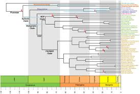 Image result for Danthoniopsis dinteri