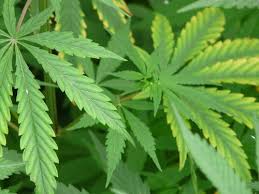 Image result for Cannabis sativa