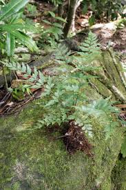Image result for Asplenium blastophorum