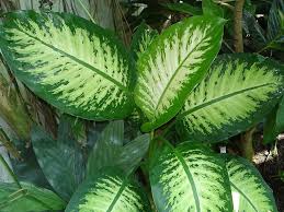 Dieffenbachia Tropic Snow Plants Easy Plants Low Light Plants
