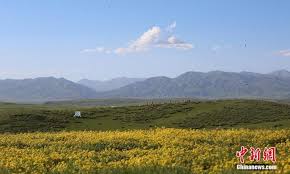 Check spelling or type a new query. Wild Flowers In Full Bloom On Zhaosu Prairie In Xinjiang Global Times