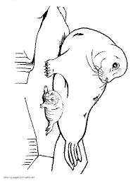 We did not find results for: Animal Coloring Pages Seal Coloring Pages For All Ages Coloring Home