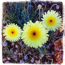 We did not find results for: Best Places To See Wildflowers In The Inland Empire Socal Field Trips