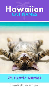 Hawaiian cat names are a great choice if you love the aloha state. Pin On Cat Names