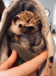 Pin By Ja On Hedgehog 2 Hedgehog Pet Hedgehog Animal Cute Hedgehog