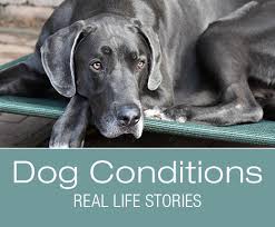 Pin On Dogs Helpful Tips Advice