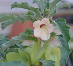 Image result for Pterodiscus aurantiacus