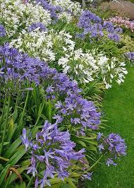 Pin By Michaela On Garden Inspiration Agapanthus Plant Plants Lily Plants