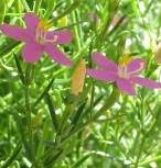 Image result for Chironia