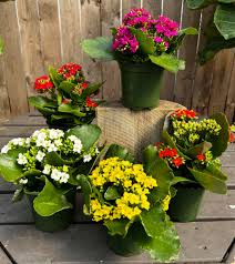 Image result for Kalanchoe