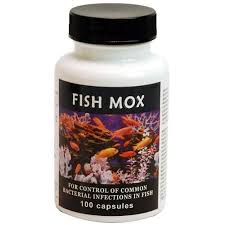 Thomas Labs Fish Mox Amoxicillin Antibacterial Fish Antibiotic Medication 100 Count 250 Mg Ea Walmart Com Fish Antibiotics Fish Supplies Medical Supply Organization
