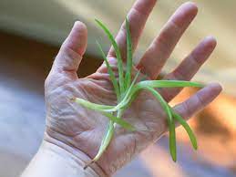 This is all about aloe vera propagation & how to remove pups. How To Propagate Aloe Vera By Transplanting Aloe Vera Pups
