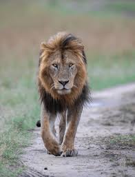 Lion - Zander Bierman Safaris