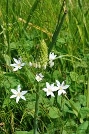 Image result for Ornithogalum