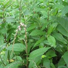 Image result for Petiveriaceae